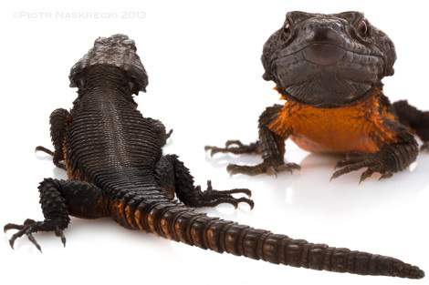 The male of the Gorongosa girdled lizard (Cordylus mossambicus) looks like an alligator wearing an orange T-shirt. These spectacular lizards are found only in a small area around Gorongosa and the neighboring Chimanimani Mountains of Zimbabwe, and are threatened by habitat loss and overcollecting for pet trade.