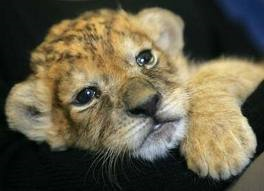 baby lion