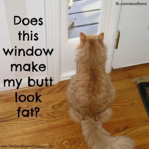 mothball 002 290x290 Friday Funny funny dog blog