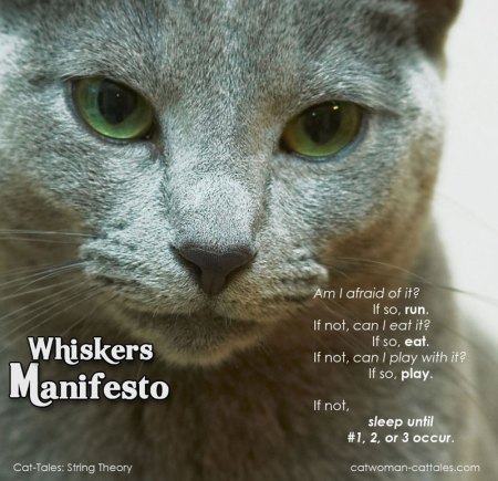 Whiskers Manifesto - Words of Wisdom from Catwoman's Cat