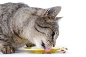 food_allergies_in_cats
