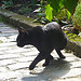 The actual Le Chat Noir