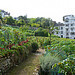 Montmartre vineyard