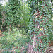 Woods that inspired Renoir