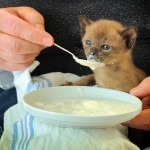 Kitten food