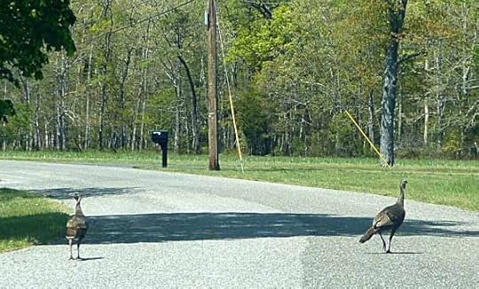 Turkeys