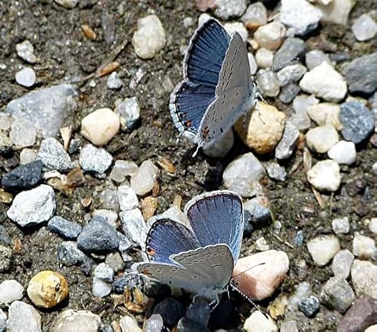 EasternTailedBlues