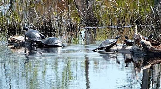 Turtles
