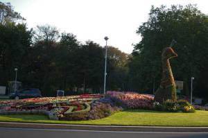 Calais, gardens, travel, peacock, France, Europe