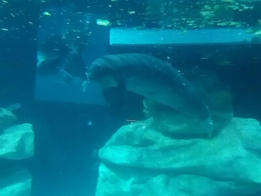 Oh the huge manatee