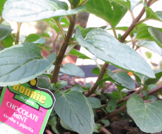 Chocolate mint for tea and cooking