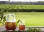 teafields