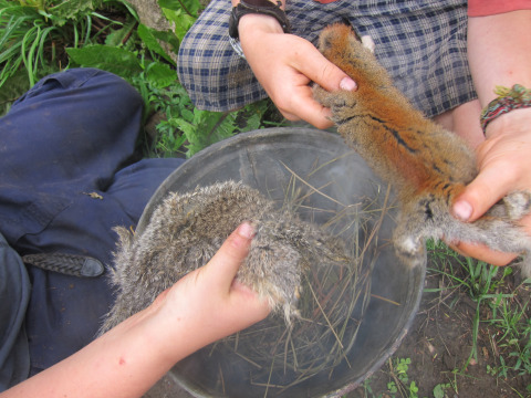 Smoking squirrel hides