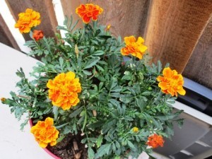 Marigolds