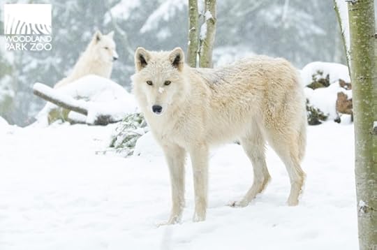 Woodland Park Zoo Snow Day