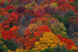 new-england-fall-colors-photo-by-chrisbastian44-thumb-300x200-14979
