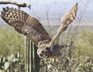 Great Horned Owl at Sonoran Desert Museum © Walt Thomas