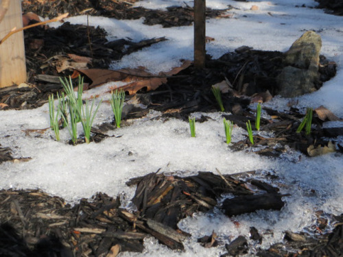 Crocus21413