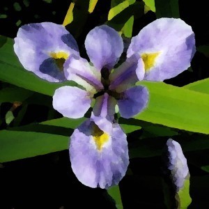 Martha Hamblin Iris