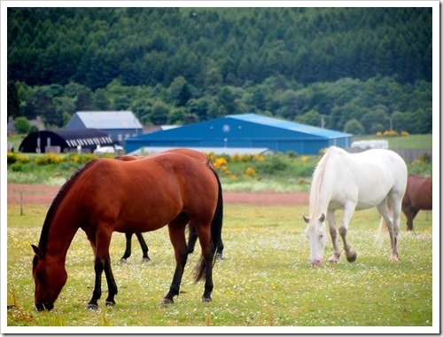 4 July 2 04-07-2013 10-15-04