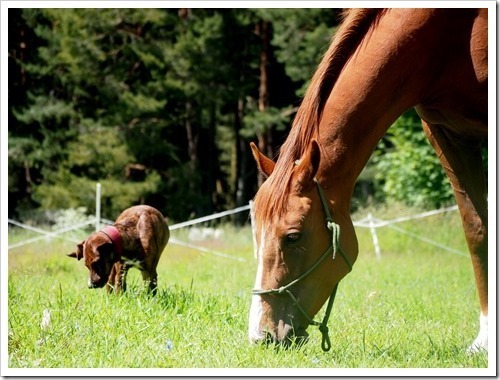 4 July H21 04-07-2013 12-28-31