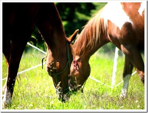 4 July 23 04-07-2013 12-29-55