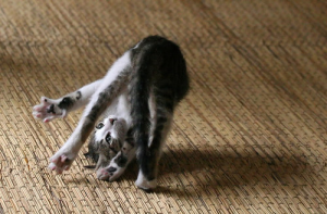 kittycartwheel