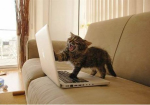 angry-writer-cat