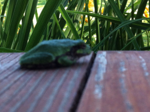 Frog on the porch of the farmhouse