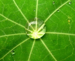 Leaf by Sebastian Dario