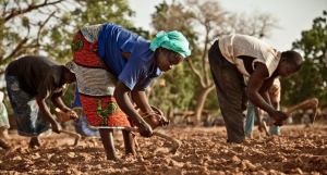 Cash for work Burkina