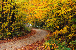 Road Through Forest