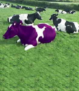 purple_cow