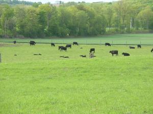 Angus on a farm near us
