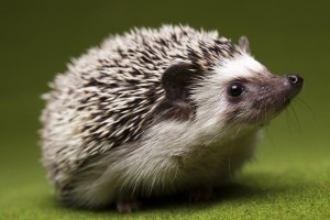 baby hedgehog