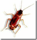 roach