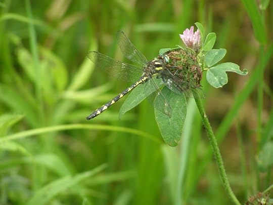 Delta-Spotted Spiketail