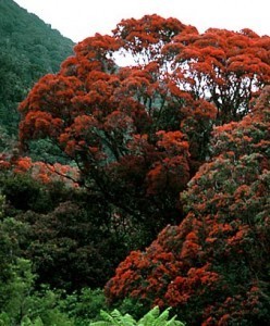 tall tree