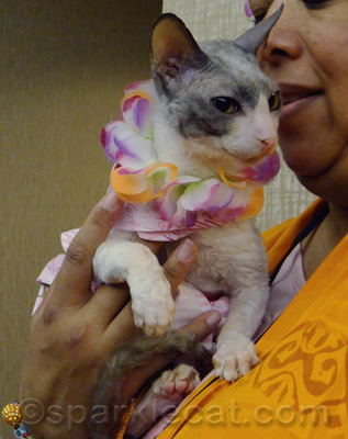 Another cool Cornish Rex