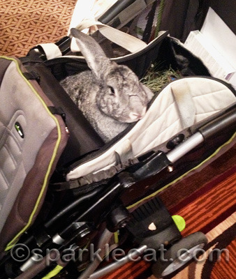 Biggest bunny ever!