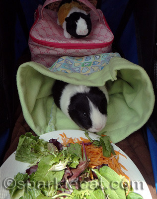 He got a gourmet meal!