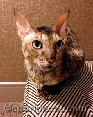 Coco wore a variety of impressive outfits and my human gets a picture of her wearing none of them.
