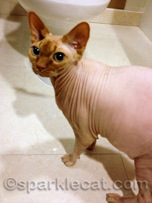 Now that is a NAKED cat!