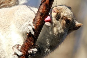 Nathan trying to be sexy in squirrel form