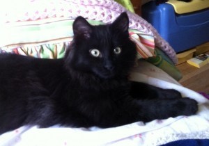 Shadowpaw