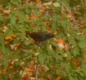 one grackle