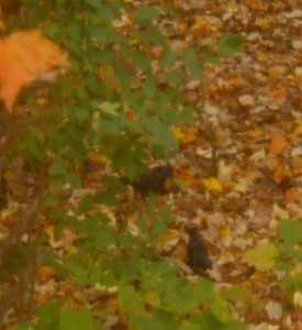 two other grackles