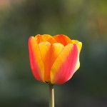 © Socrates | Dreamstime Stock Photos & Stock Free Images