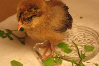 Princess Puny chick
