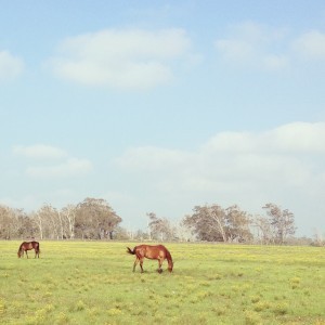 Horses_5869